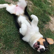 Welsh corgi cardigan Rubi (Rasseman's Rubi Rose)