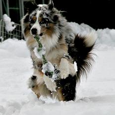 Australian shepherd Tarzan