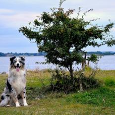 Australian shepherd Tarzan