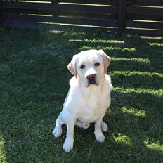 Labrador retriever Manze