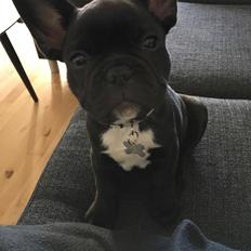 Fransk bulldog Baloo