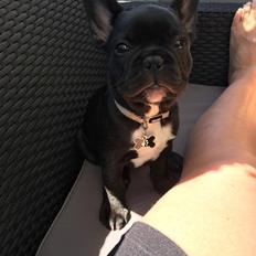 Fransk bulldog Baloo