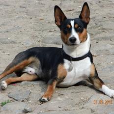 Rat Terrier Seegmillers Enzo