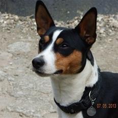 Rat Terrier Seegmillers Enzo