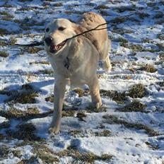 Golden retriever Cuba 