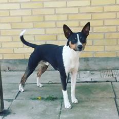 Rat Terrier Solgaards Baloo