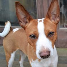 Rat Terrier Solgaards Buddy