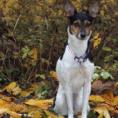 Rat Terrier Maja