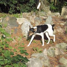 Rat Terrier Maja