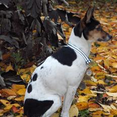 Rat Terrier Maja
