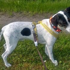 Blanding af racer Marley