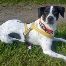 Blanding af racer Marley