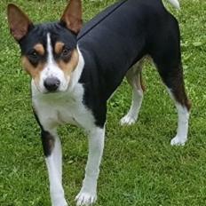 Rat Terrier Seegmillers Floke