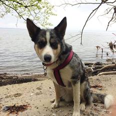 Blanding af racer Ellie