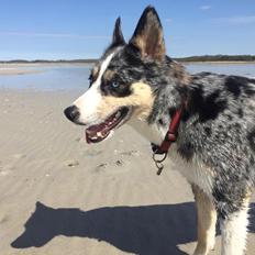 Blanding af racer Ellie