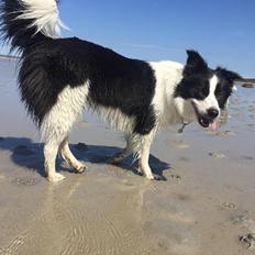 Border collie Ticka