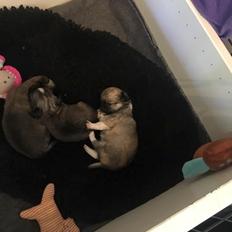 Chihuahua Choko