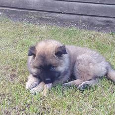 Eurasier Ciwi