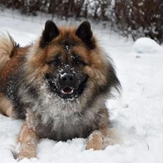 Eurasier Ciwi