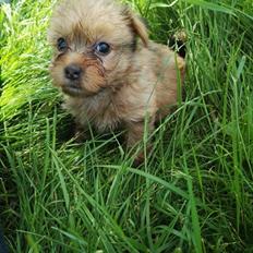 Blanding af racer Daisy