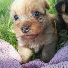 Blanding af racer Daisy