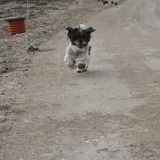 Shih tzu Trille