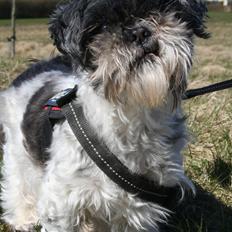 Shih tzu Trille