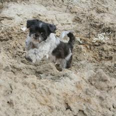 Shih tzu Trille
