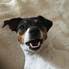 Dansk svensk gaardhund Tulle