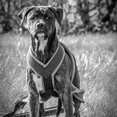 Blanding af racer Odin