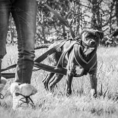 Blanding af racer Odin