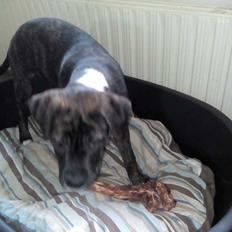 Blanding af racer Odin