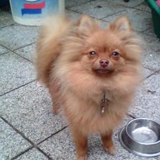 Pomeranian Anes Rødtop