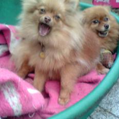 Pomeranian Anes Rødtop