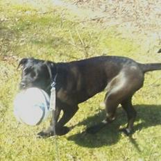 Cane corso Lilith immaculate