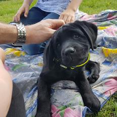 Labrador retriever Leia