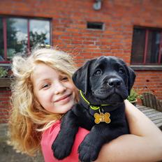 Labrador retriever Leia