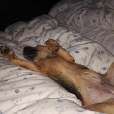 Blanding af racer Lucy