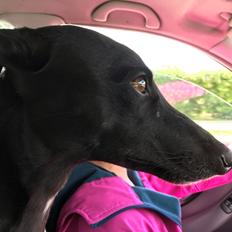 Whippet Devaj 1976 taifun