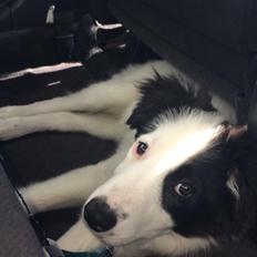 Border collie Twix