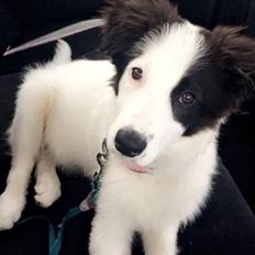 Border collie Twix