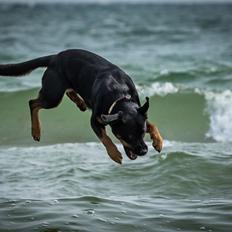 Blanding af racer Sally (Border Collie / Rottweiler)
