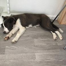 Border collie Destiny