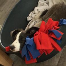 Border collie Destiny