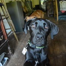 Cane corso Lilith immaculate