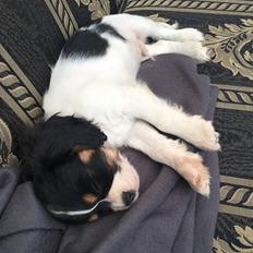 Cavalier king charles spaniel Riki