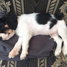 Cavalier king charles spaniel Riki