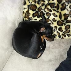 Dvaergpinscher Caro 