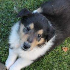 Collie langhåret Lapinette's Idaho by Night (Easy)