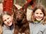 Blanding af racer australsk kelpie/bordercollie HACHI